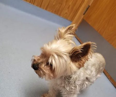 Harmony Animal Hospital: Epple W N DVM