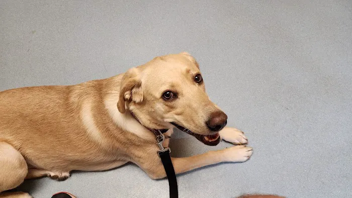 Harmony Animal Hospital: Epple W N DVM Picture 3