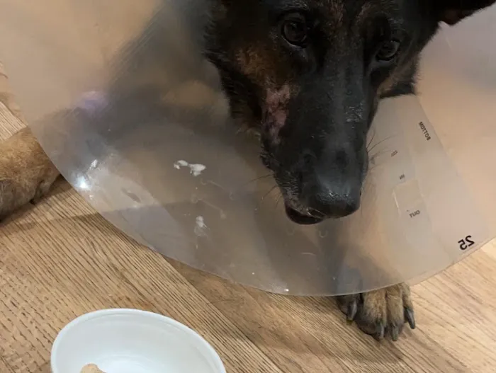 Harmony Animal Hospital: Epple W N DVM Picture 7