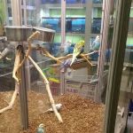 Gail's Pets