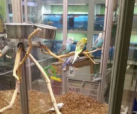 Gail's Pets