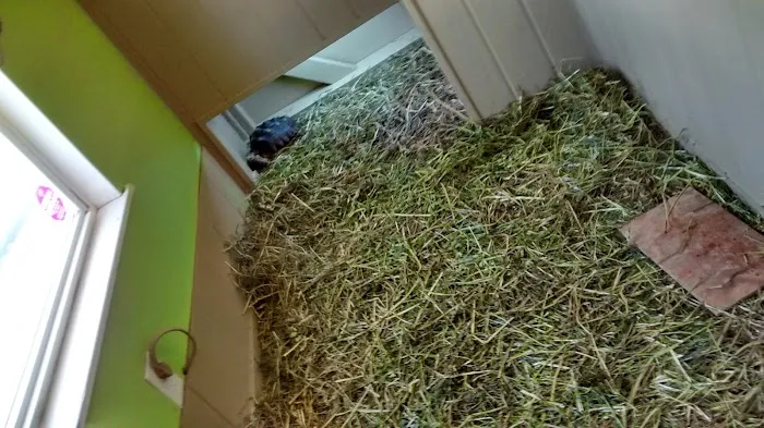 Gail's Pets Picture 4