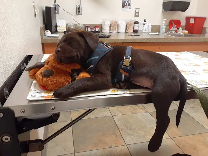 Wright Veterinary Medical Center Picture 3
