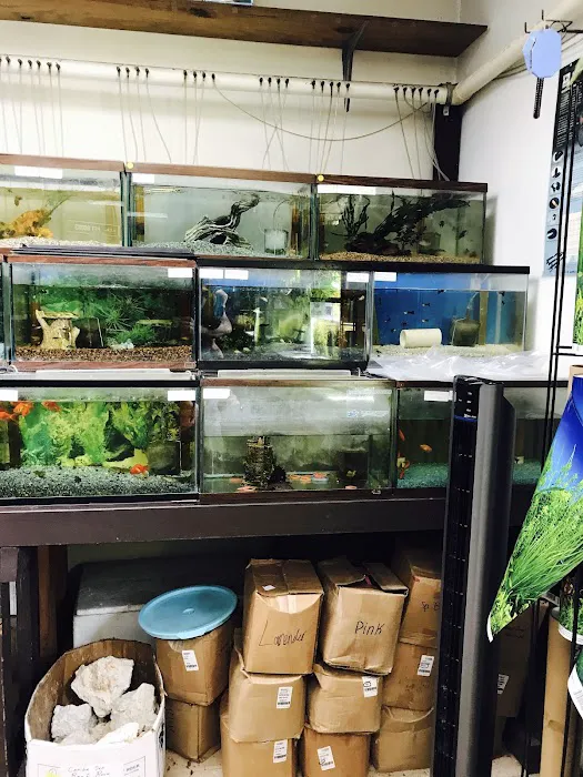 J B Tropical Fish Picture 2