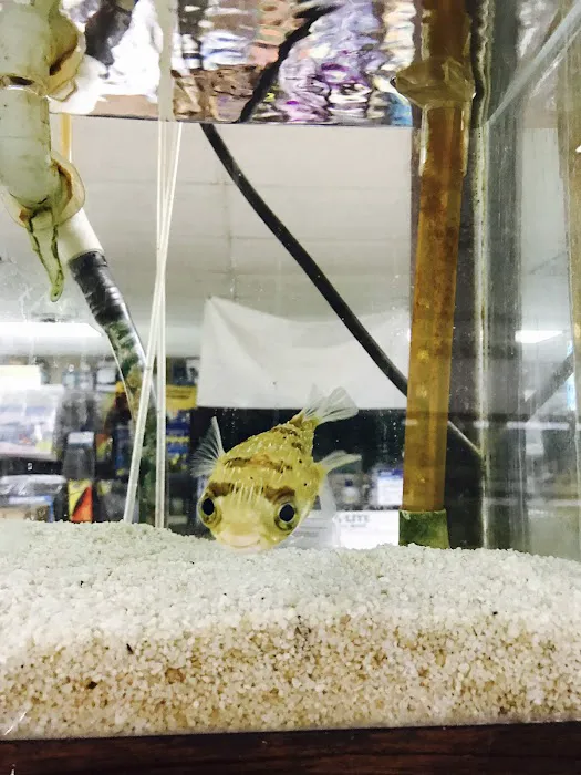 J B Tropical Fish Picture 4