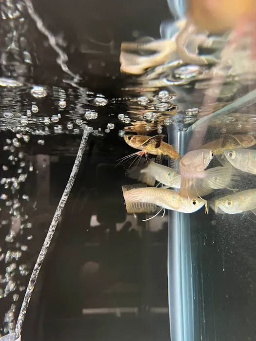 J B Tropical Fish Picture 9