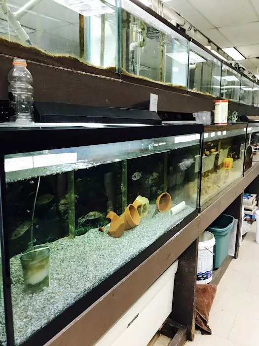 J B Tropical Fish Picture 8