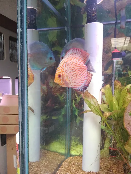 J B Tropical Fish Picture 10