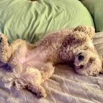 Wright Veterinary Medical Center: Dulin Danielle DVM