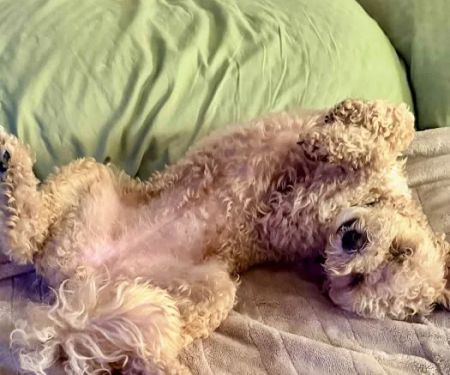 Wright Veterinary Medical Center: Dulin Danielle DVM