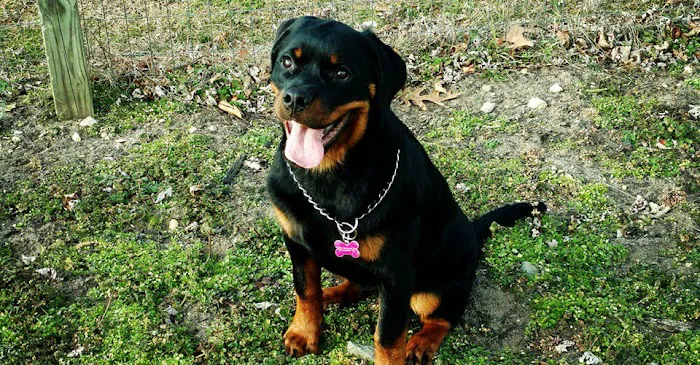 Purdy Pet Food LLC Picture 4