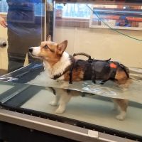Animal Therapy Center ico