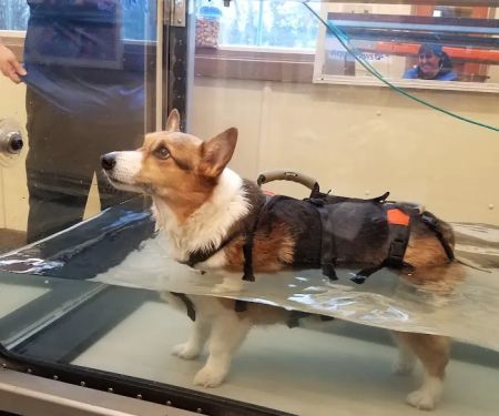 Animal Therapy Center