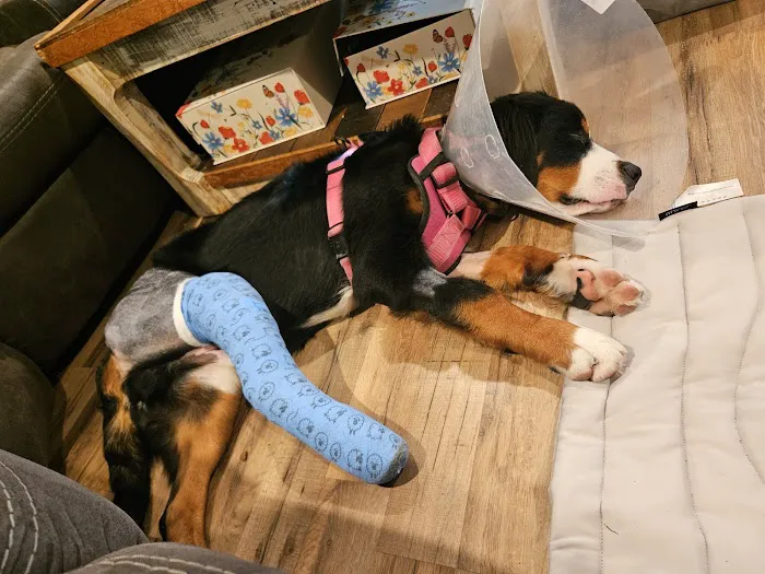 Valley Central Veterinary Referral and Emergency Center Picture 1