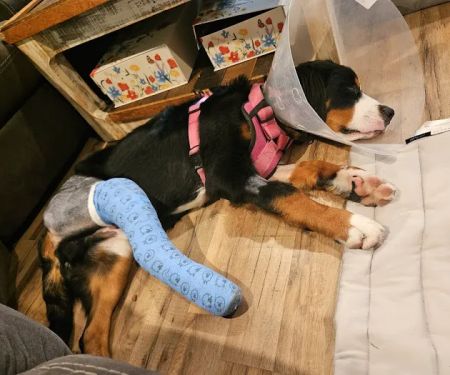 Valley Central Veterinary Referral and Emergency Center