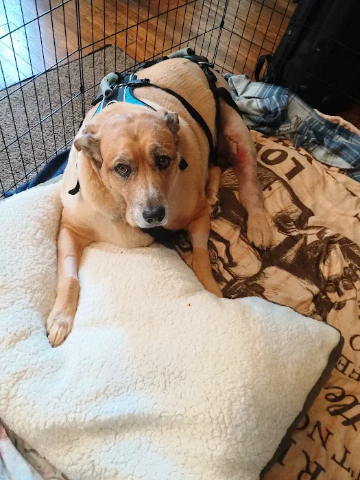 Valley Central Veterinary Referral and Emergency Center Picture 6