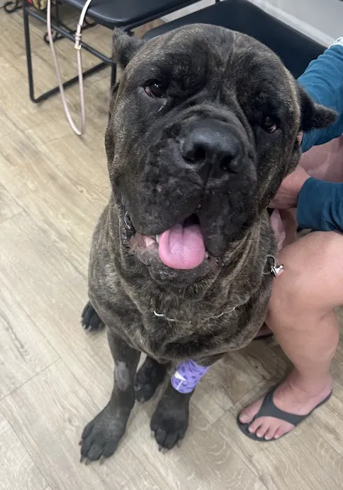 Valley Central Veterinary Referral and Emergency Center Picture 10