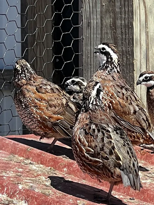 Zukovich Game Birds Picture 2