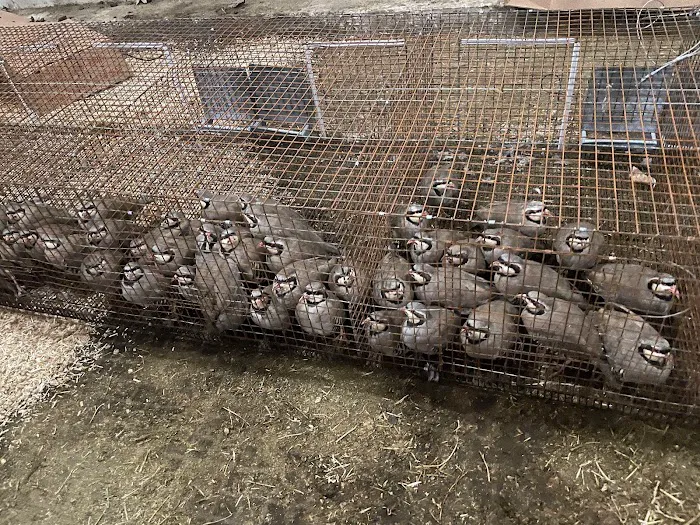 Zukovich Game Birds Picture 3