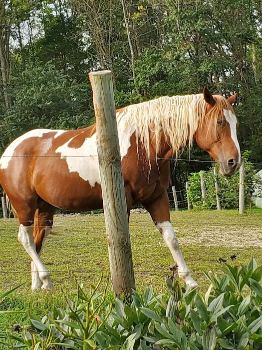 Mobile Veterinary Services Picture 3