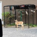 Mobile Veterinary Services