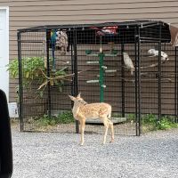 Mobile Veterinary Services ico