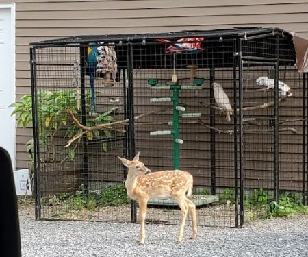 Mobile Veterinary Services