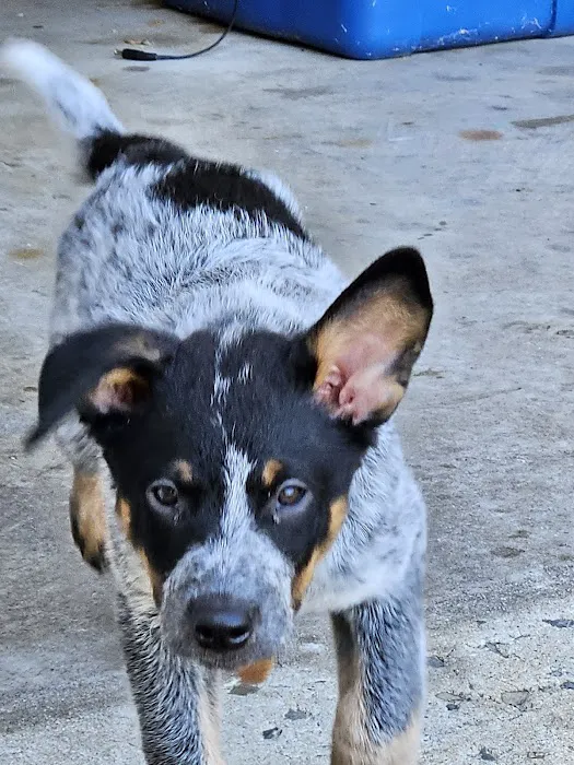 Mobile Veterinary Services Picture 8