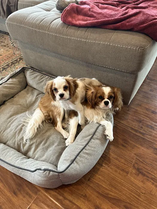 Pet Palace Inc Picture 5