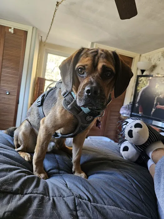 Pet Palace Inc Picture 8