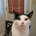 Walbert Animal Hospital