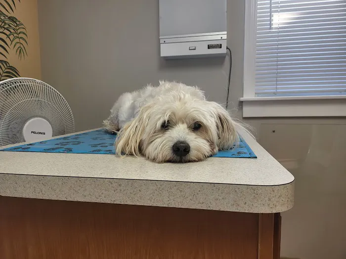 Walbert Animal Hospital Picture 3