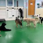 Maple Hills Veterinary Hospital