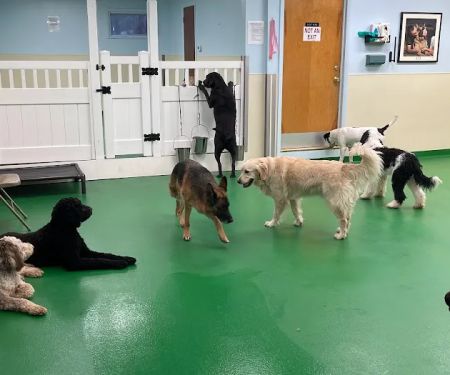 Maple Hills Veterinary Hospital
