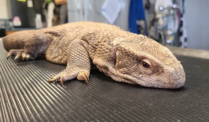 Maple Hills Veterinary Hospital Picture 6