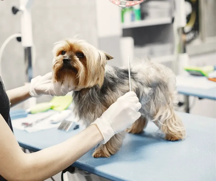 Allentown Animal Care Picture 4