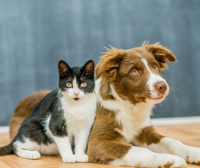 Allentown Animal Care Picture 5