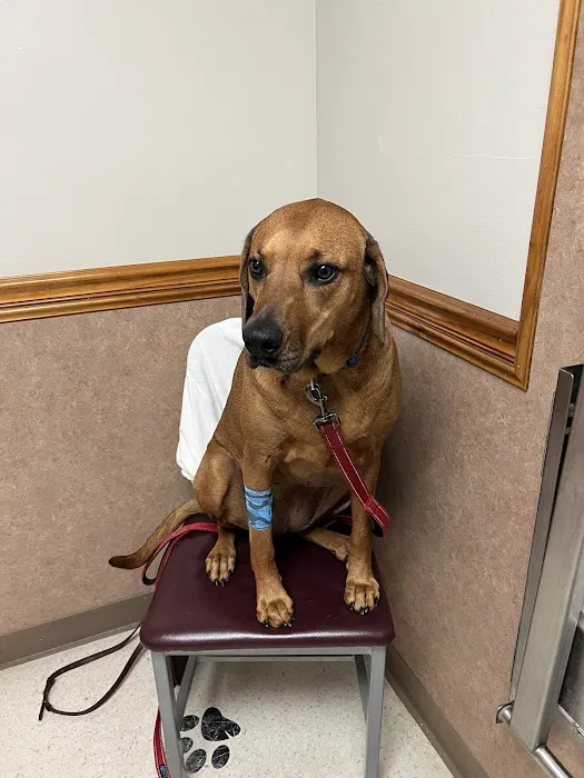 Allentown Animal Care Picture 6