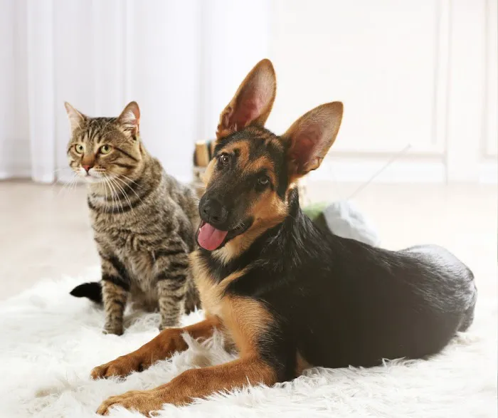 Allentown Animal Care Picture 7