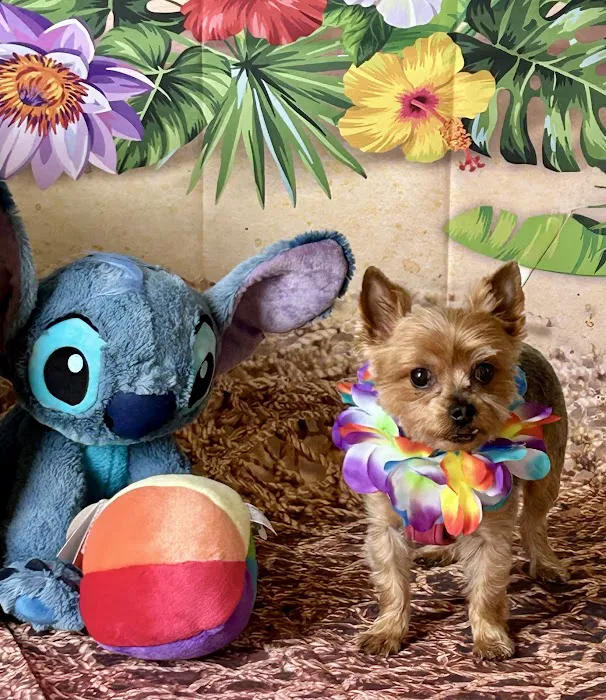 Yarn and Bone Pet Supply Hockessin Picture 6