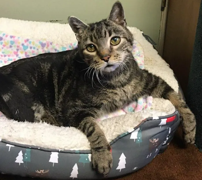 Allentown Cat Clinic, PC Picture 3