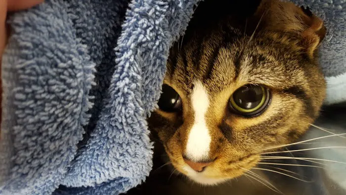 Allentown Cat Clinic, PC Picture 7
