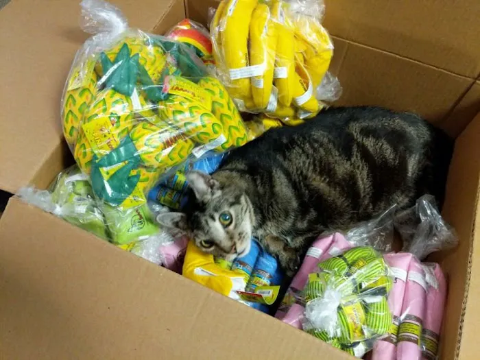 Allentown Cat Clinic, PC Picture 10