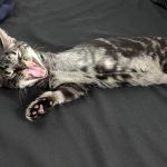 Simmonds Veterinary Hospital LLC