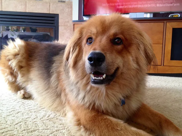 Simmonds Veterinary Hospital LLC Picture 8