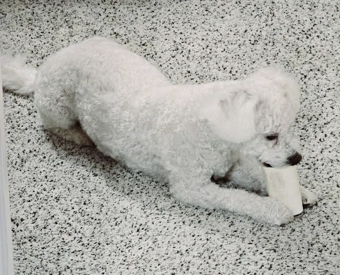 Macungie Animal Hospital Picture 5