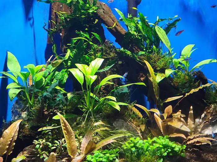 Armco Aquatics Picture 5