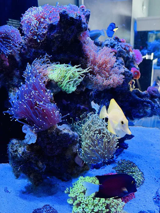 Armco Aquatics Picture 9