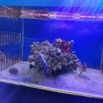 William's Greenbank Aquarium Inc
