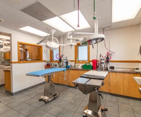 Hamilton Animal Care